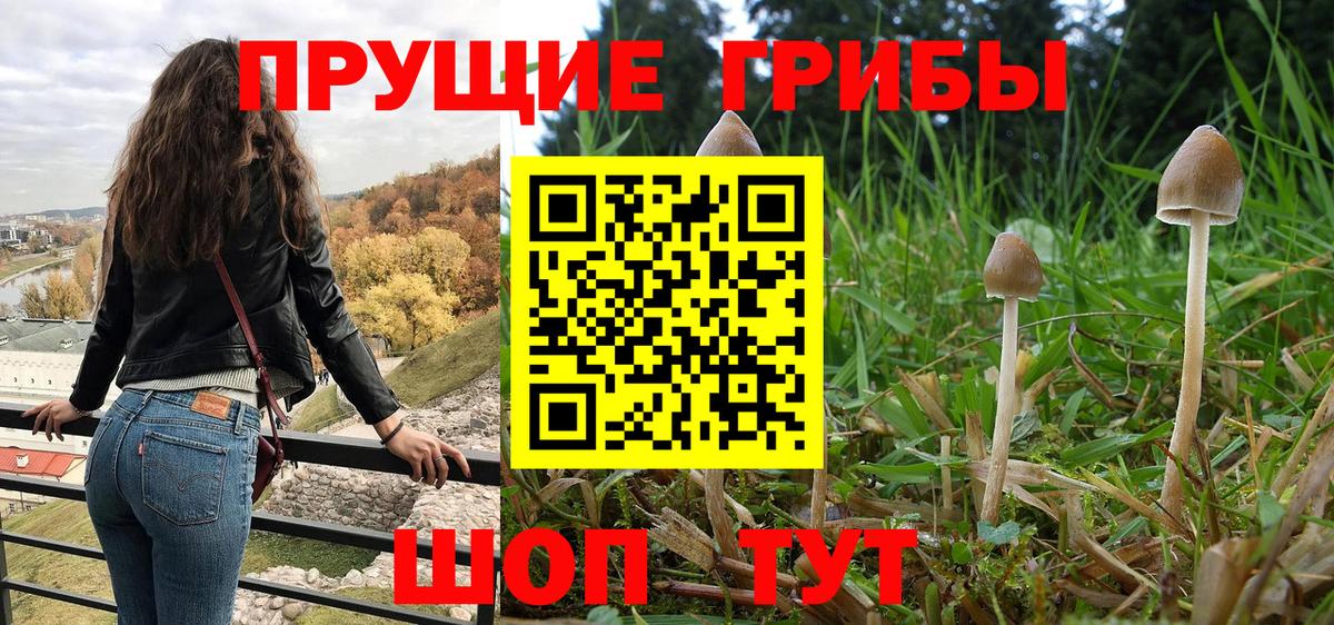 Шелехов  Псилоцибиновые грибы Psilocybine cubensis  Вход с VPN 